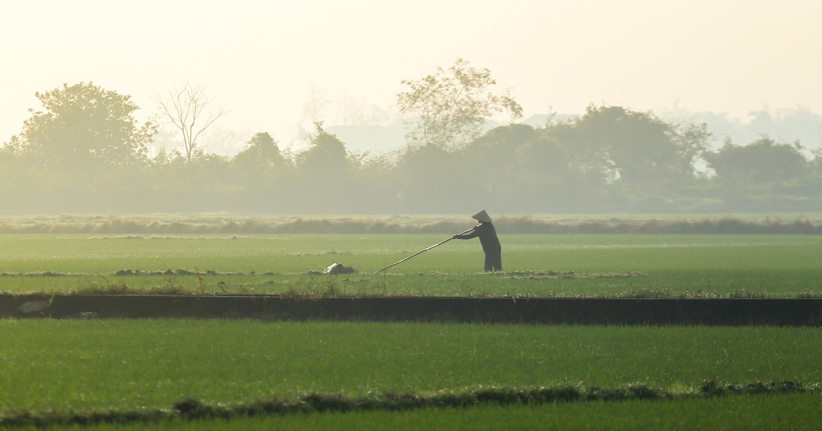 Nhìn từ trên cao: Cánh đồng Huế hồi sinh xanh mướt sau 4 trận lũ lịch sử