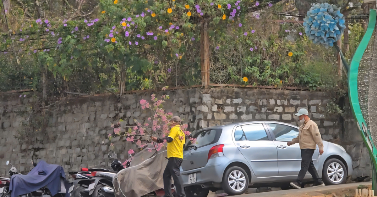Công an mời người chặt hoa mai anh đào ở Đà Lạt làm việc
