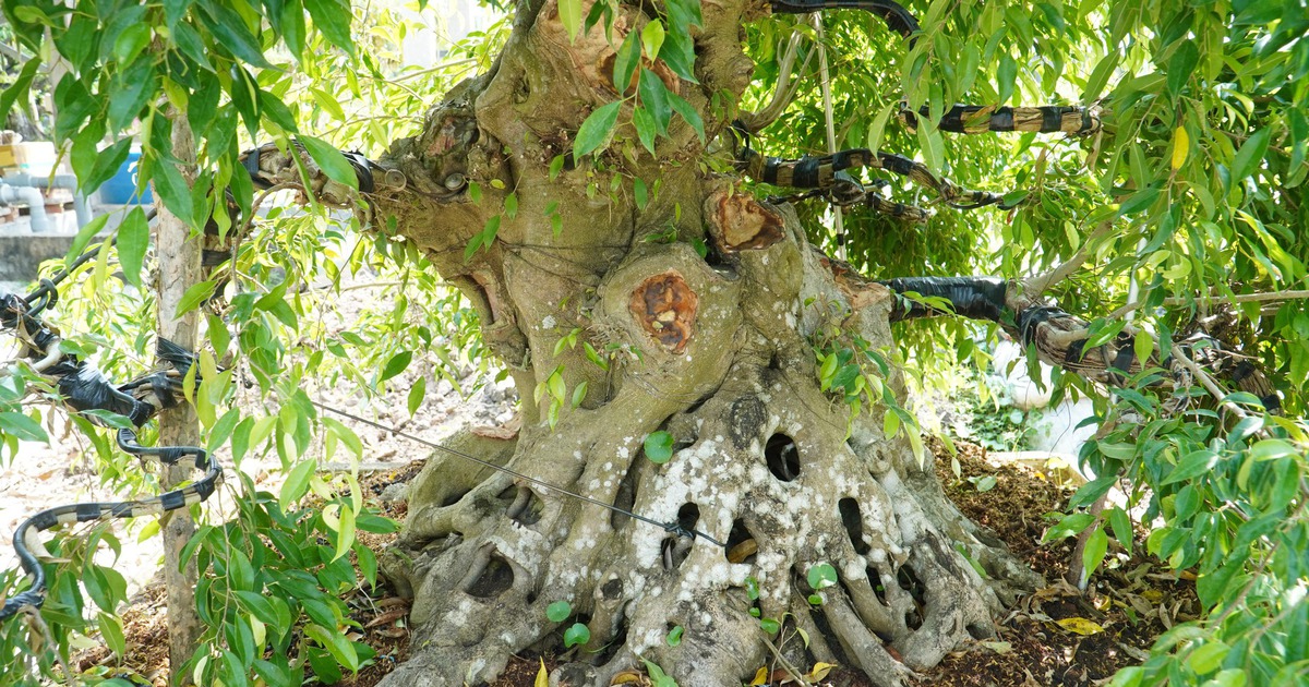 Vườn bonsai tiền tỉ của nghệ nhân miền Tây khởi nguồn từ thú chơi mai tết