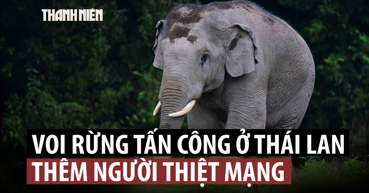 Voi rừng tấn công làm du khách thiệt mạng ở Thái Lan