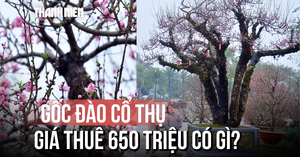 Chủ nhân gốc đào cổ thụ quyết không bán, chỉ cho thuê giá 650 triệu: Vì sao?