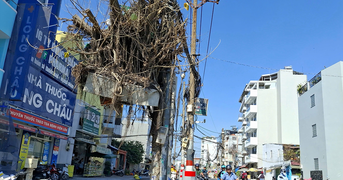 Lùm cây khô treo trên trụ điện