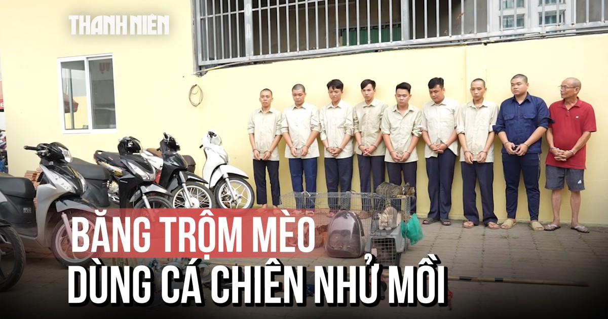 Bắt băng nhóm trộm mèo dùng cá chiên nhử mồi, xịt hơi cay chống trả người dân