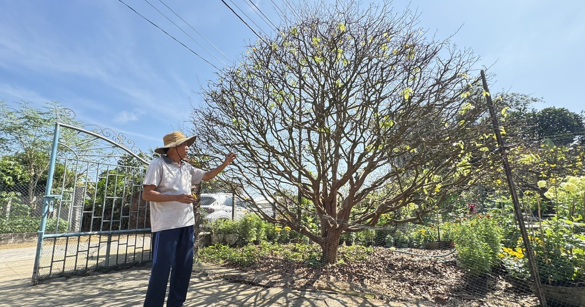 Cây mai vàng hơn 70 năm tuổi được 'hét giá' 3,5 tỉ đồng: Chủ khẳng định độc nhất vô nhị