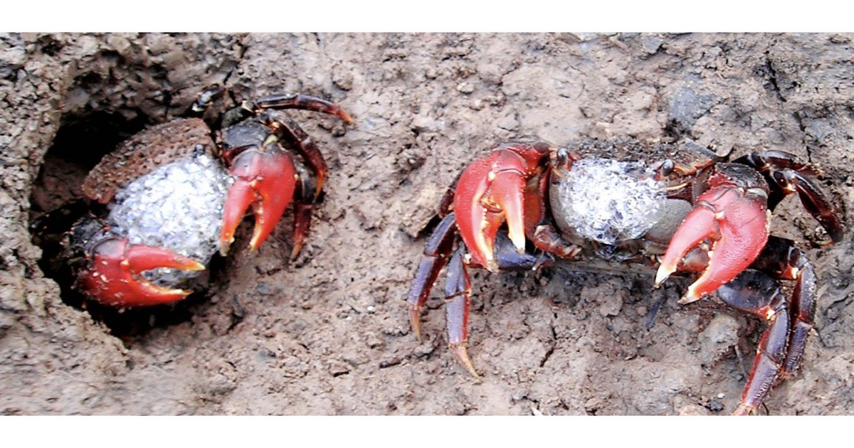 Chuyện ít biết về chù ụ - đặc sản kín tiếng của rừng ngập mặn Cà Mau