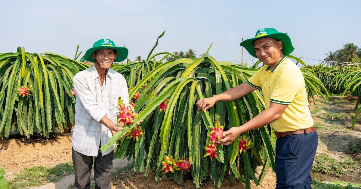 Phân bón Cà Mau tiên phong triển khai chuỗi mô hình canh tác năng suất cao