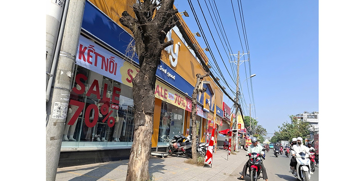 Nhiều cây xanh chết khô trên đường