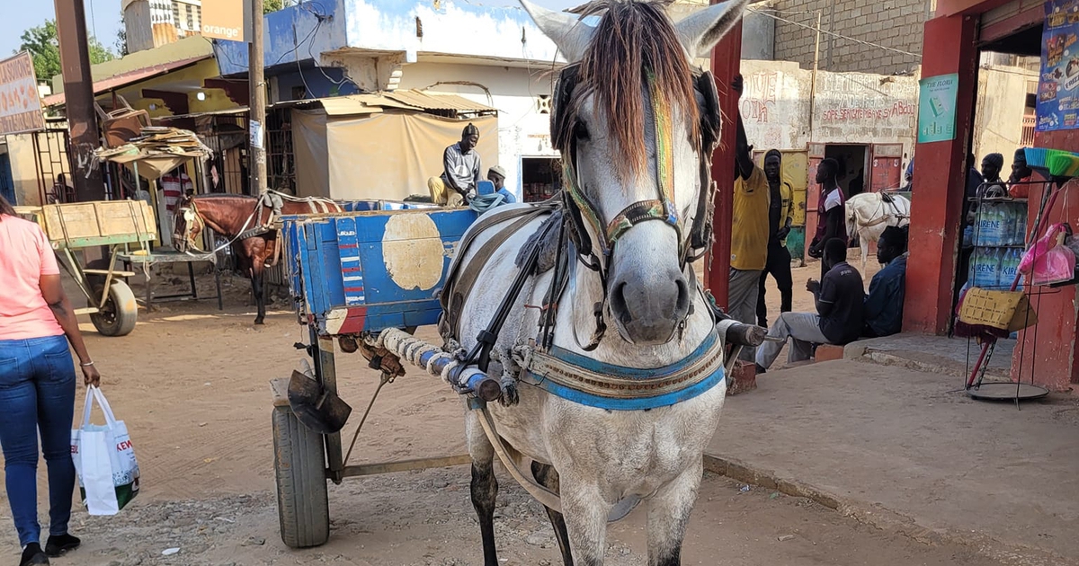 Nàng dâu Việt ở Senegal thuê xe ngựa tìm nguyên liệu làm nem rán, giò chả