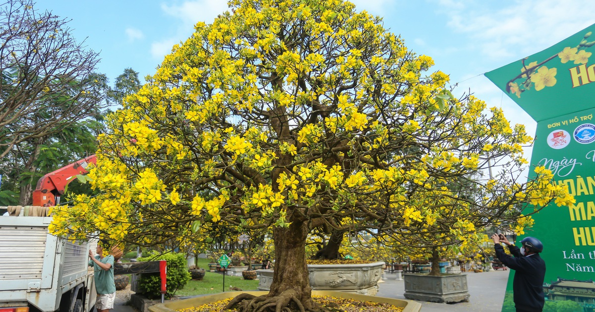 Chiêm ngưỡng những 'siêu' hoàng mai tiền tỉ ở Huế trước Phu Văn Lâu
