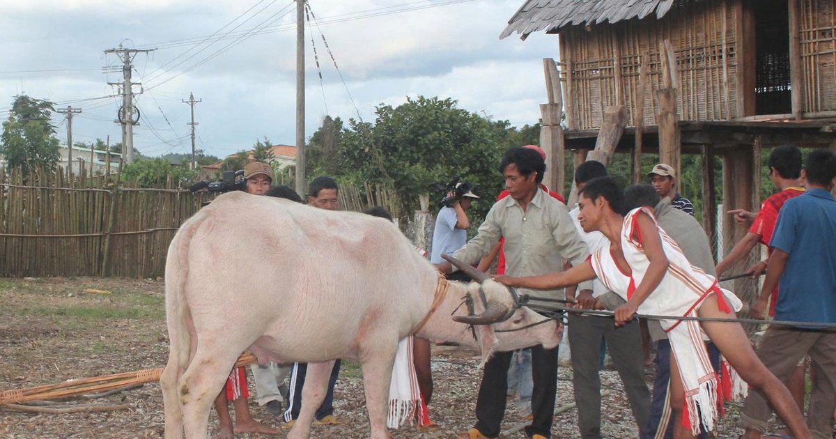 Vật thiêng của làng: Thần ngà voi của người Rơ Mâm