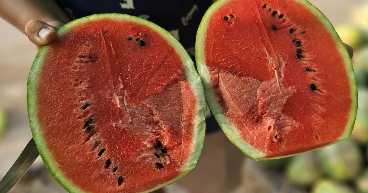 Ruộng dưa hấu ở Bình Chánh hư hại, nông dân lo mất hơn 60 triệu tiền vốn