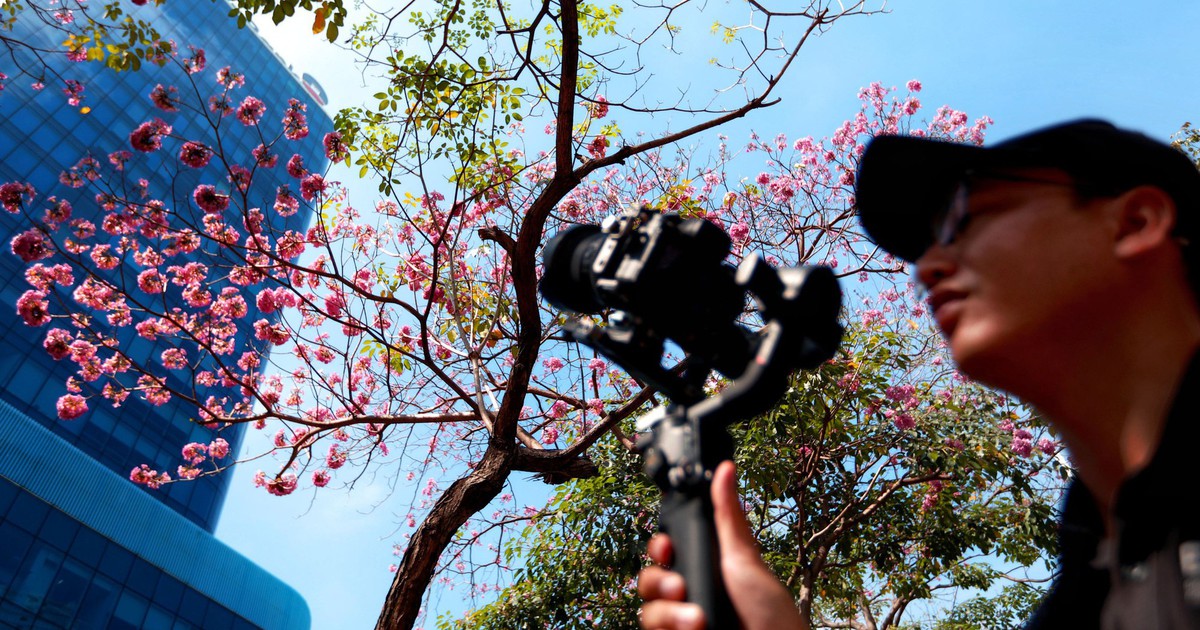 Hoa kèn hồng nở rộ giữa trung tâm TP.HCM, nhuộm hồng đường Hàm Nghi