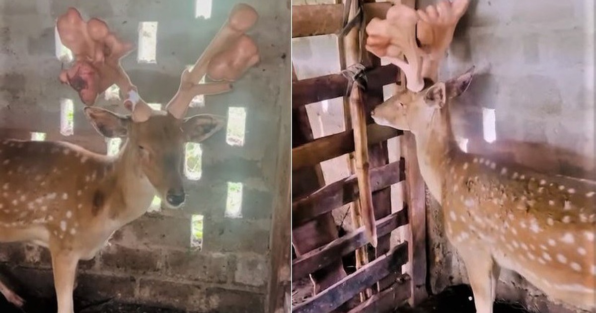 Ngỡ ngàng con hươu cho cặp nhung 'khủng' nặng 5 kg