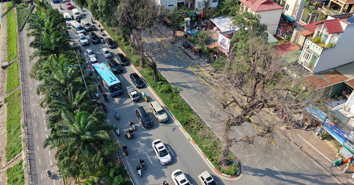 Nhiều cây xà cừ cổ thụ trên đường Láng trụi lá bất thường