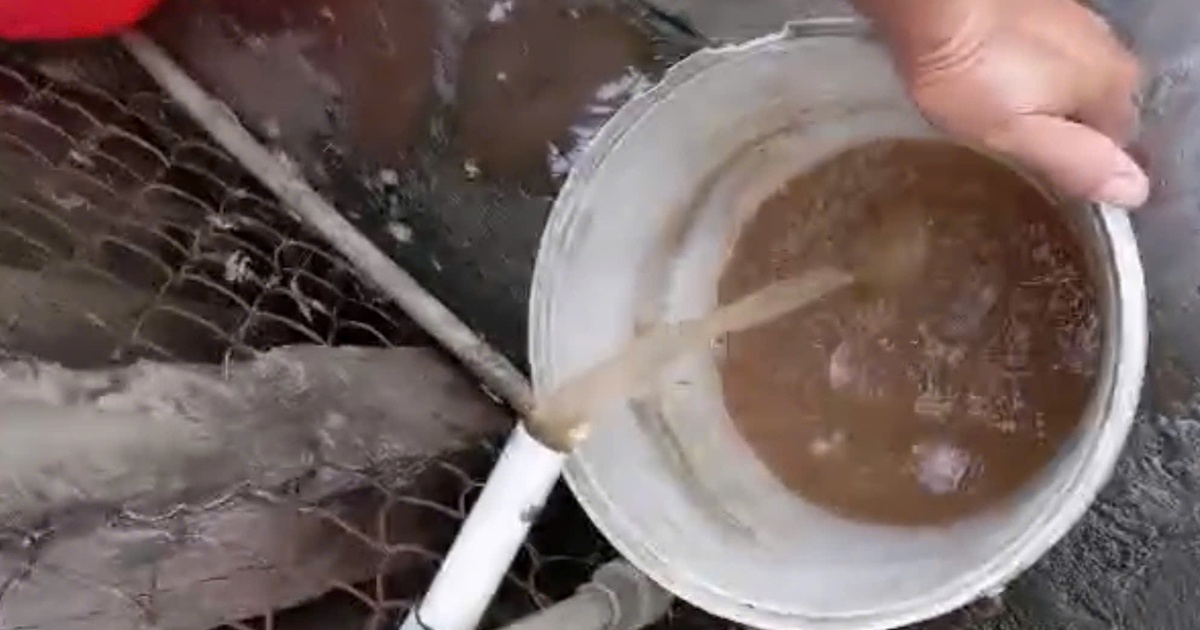 Nước sinh hoạt đục ngầu, gần 1.400 hộ dân ở Đồng Tháp sống trong lo lắng