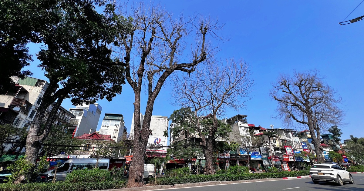 Vụ xà cừ cổ thụ trụi lá bất thường: 3 cây đã chết, sẽ sớm chặt hạ