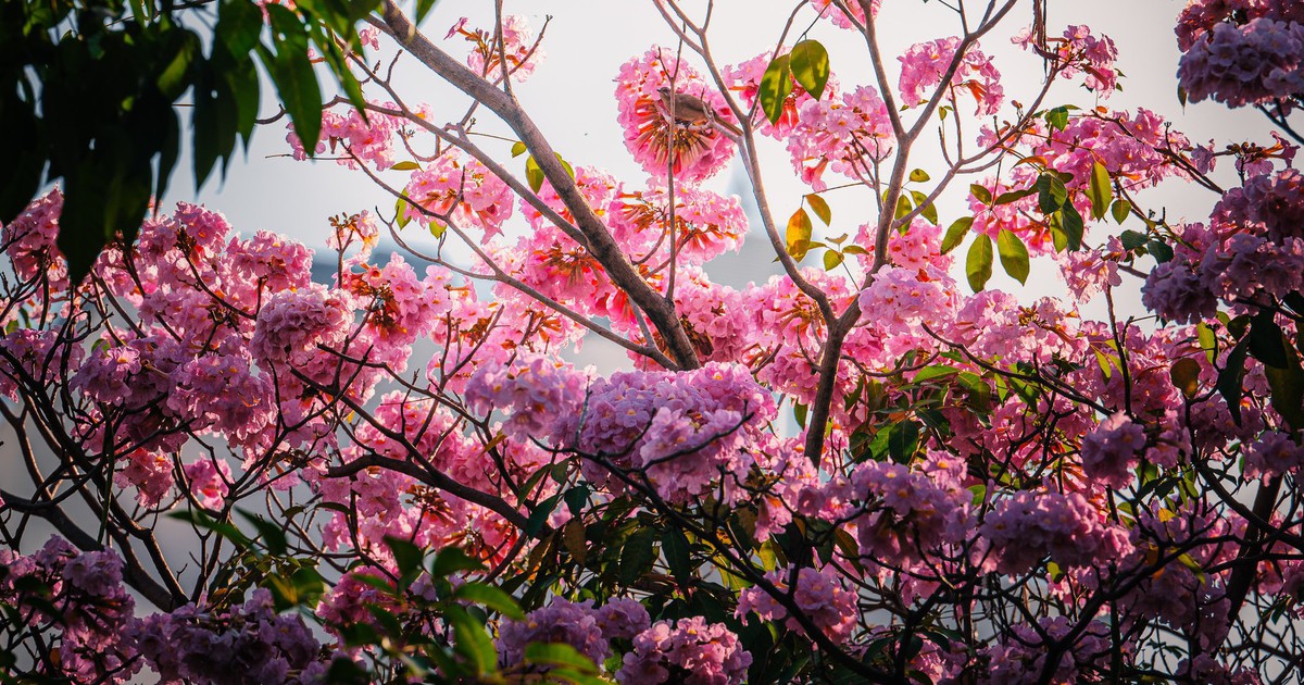 Nhìn từ trên cao: Hoa điệp vàng, kèn hồng khoe sắc ở 'khu nhà giàu' Phú Mỹ Hưng