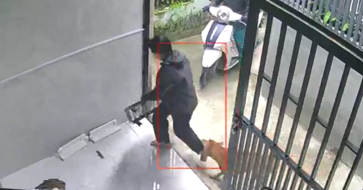 Chó dữ thả rông trong hẻm ở TP.HCM: Người dân không dám ra đường