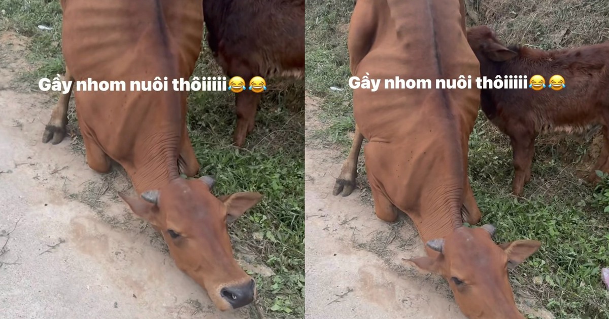 Clip con bò quỳ xuống khi bị dắt đi: Cái kết khiến nhiều người bất ngờ