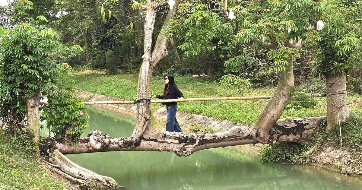 Cây gòn bắc ngang kênh ở TP.HCM đông người check-in, hóa ra là 'cây cầu' 27 năm tuổi