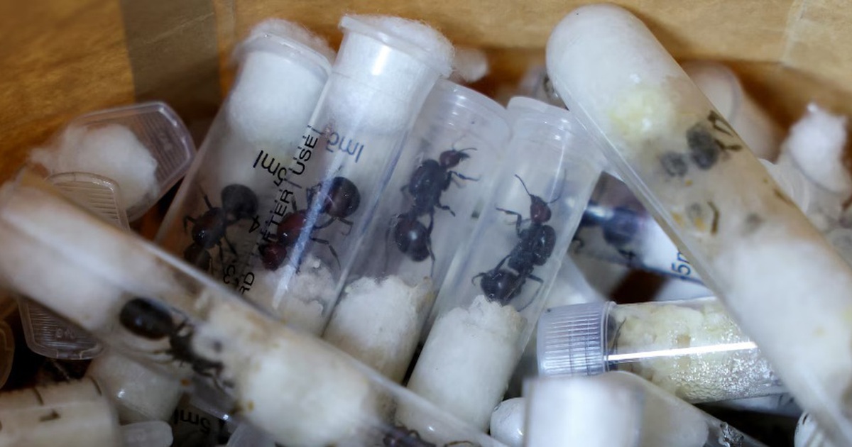 Giấu 2.000 con kiến trong hành lý qua sân bay