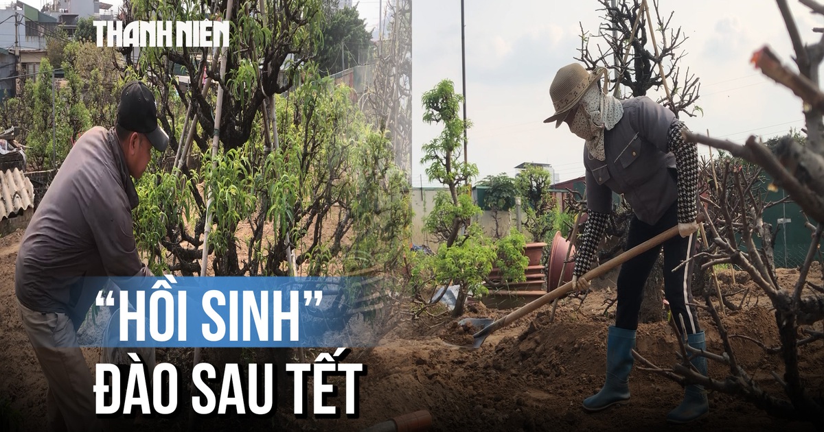 Bà con Nhật Tân tất bật trồng đào sau Tết: Lo lắng cây khô nhựa hơn do thời tiết