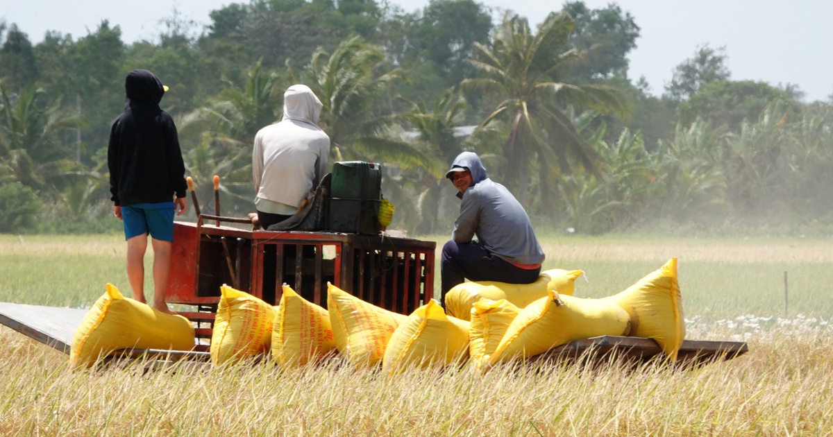 Tăng cường thu mua tạm trữ lúa gạo cho nông dân