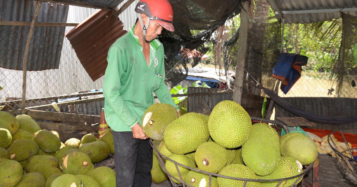 Giá bắp, ớt, mít... giảm mạnh