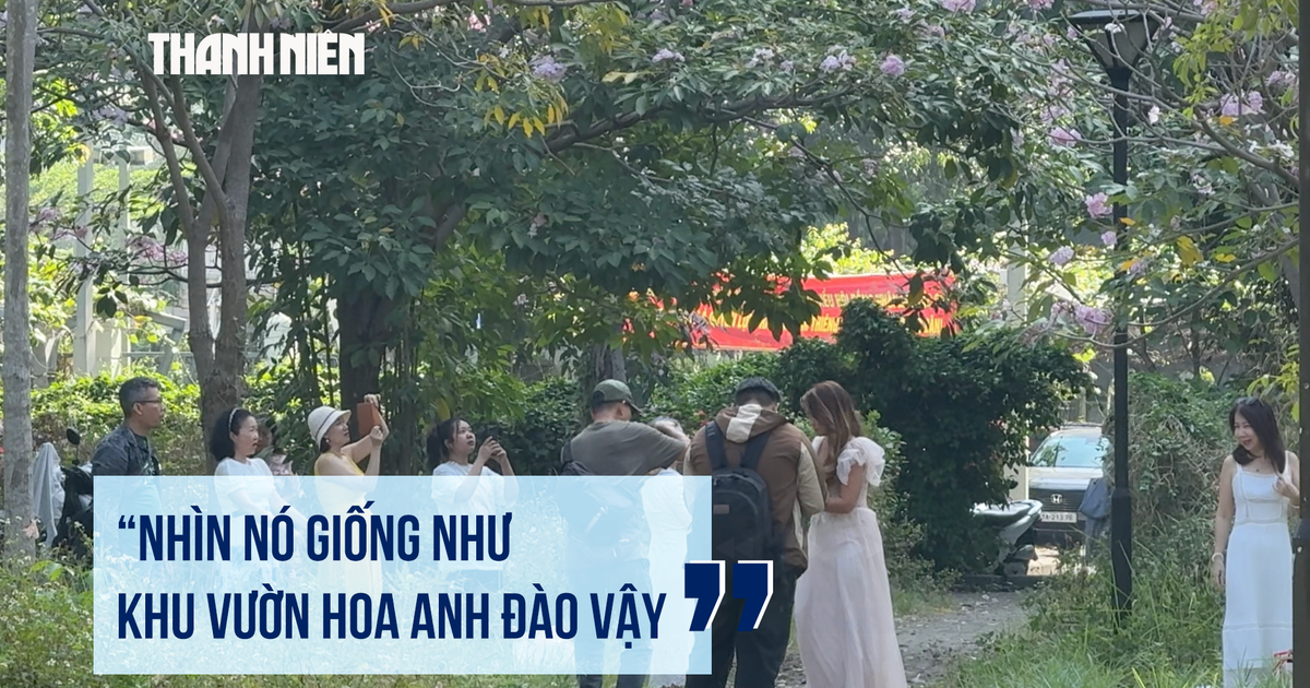 Rủ nhau dậy sớm săn ảnh kèn hồng ở TP.HCM