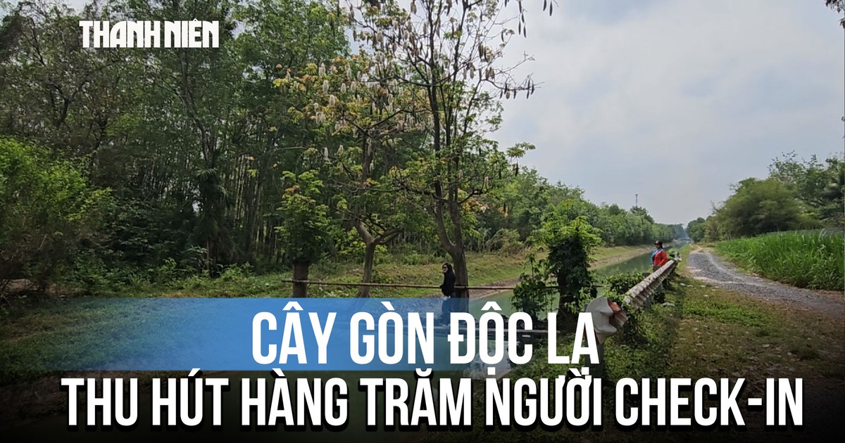 Cây gòn độc lạ nằm ngang dòng kênh ở TP.HCM thu hút hàng trăm người check-in