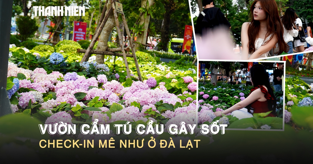 Vườn cẩm tú cầu gây sốt ở trung tâm TP.HCM, check-in mê như ở Đà Lạt
