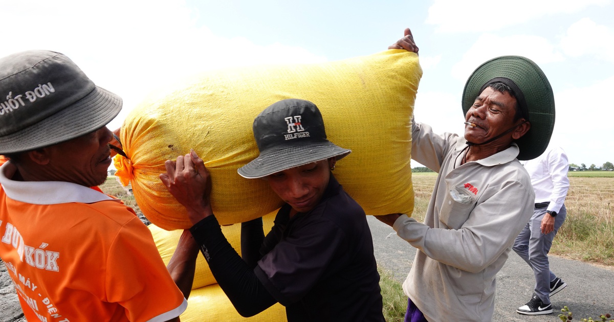 Khách hàng lớn nhất của hạt gạo Việt Nam tăng nhập khẩu