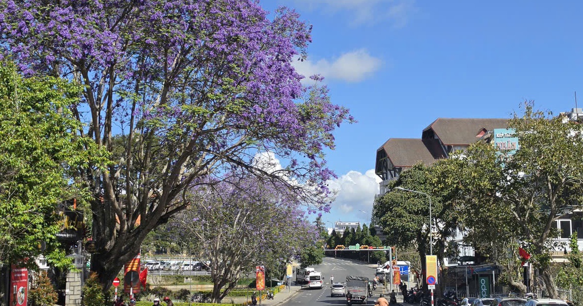 Đà Lạt tháng 3: Phố núi dịu dàng mùa hoa phượng tím