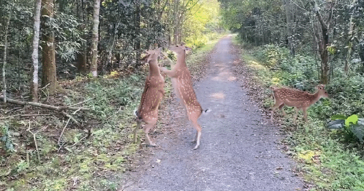 Hươu sao 'đấu võ' ở rừng Cúc Phương: Khoảnh khắc đáng yêu gây sốt mạng