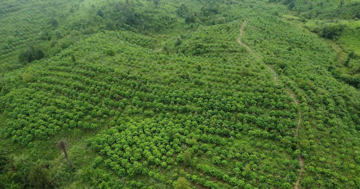 Báu vật Chư Mom Ray: Phục hồi "kho báu" rừng nguyên sinh