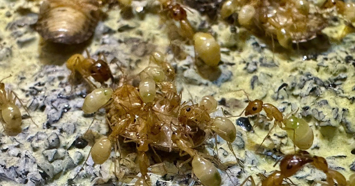 Nuôi kiến làm thú cưng: 'Đế chế' thu nhỏ vận hành trong hộp kính