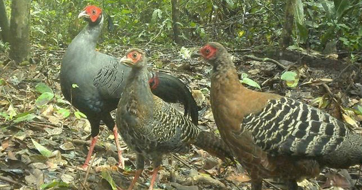 B&aacute;u vật Chư Mom Ray: Đợi th&uacute; hoang trở lại