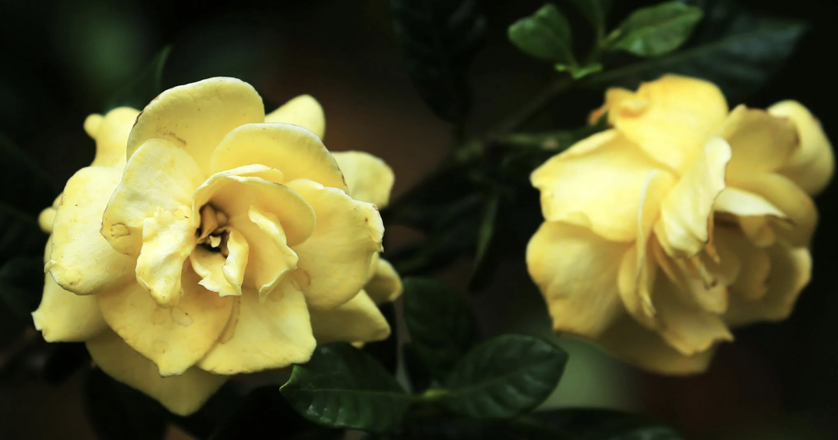 Hoa dành dành được nhiều người tìm mua từ trào lưu mạng: Lưu ý khi trồng