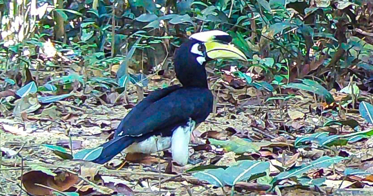 Lần đầu phát hiện chim hồng hoàng, rái cá qua bẫy ảnh ở Chư Mom Ray