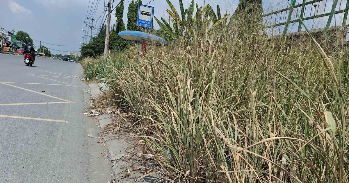 Vỉa hè bị cây cỏ bao trùm