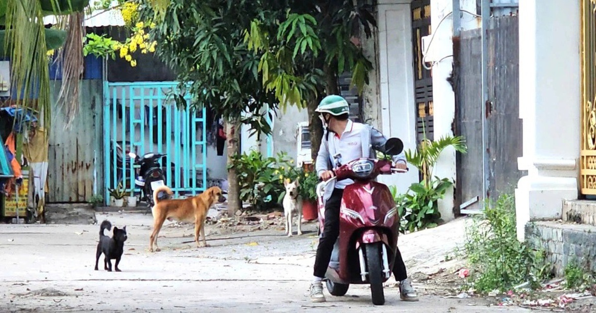 Cần giải pháp 'nặng đô' với nạn chó thả rông