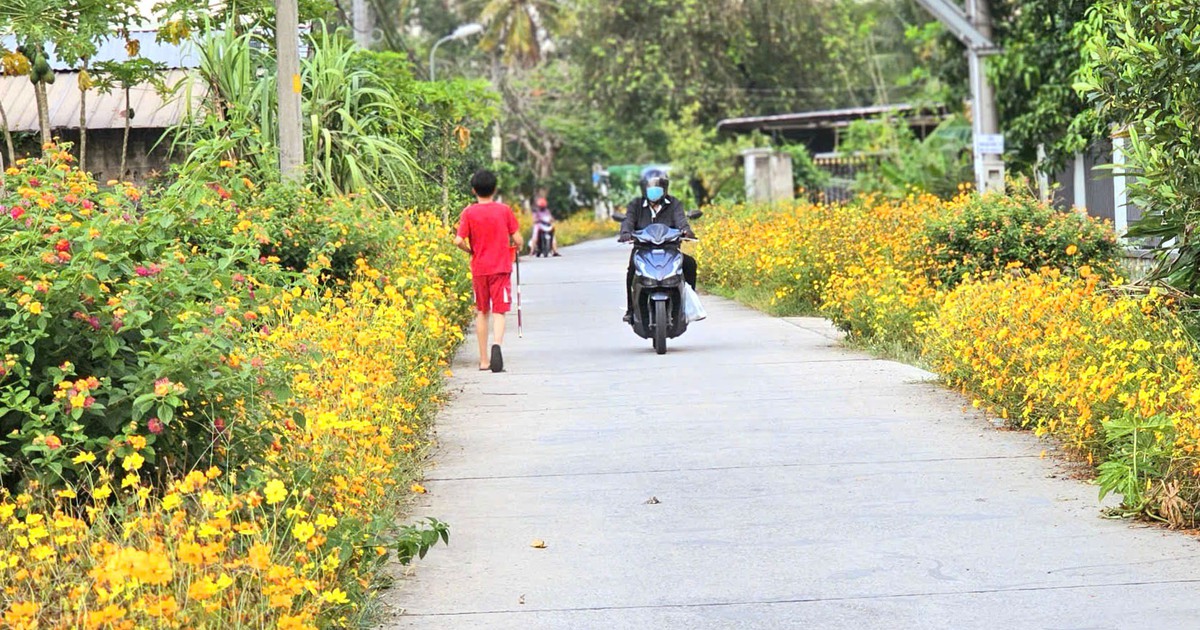 Con đường hoa sao nh&aacute;i d&agrave;i 1 km ở TP.HCM rực rỡ như tranh