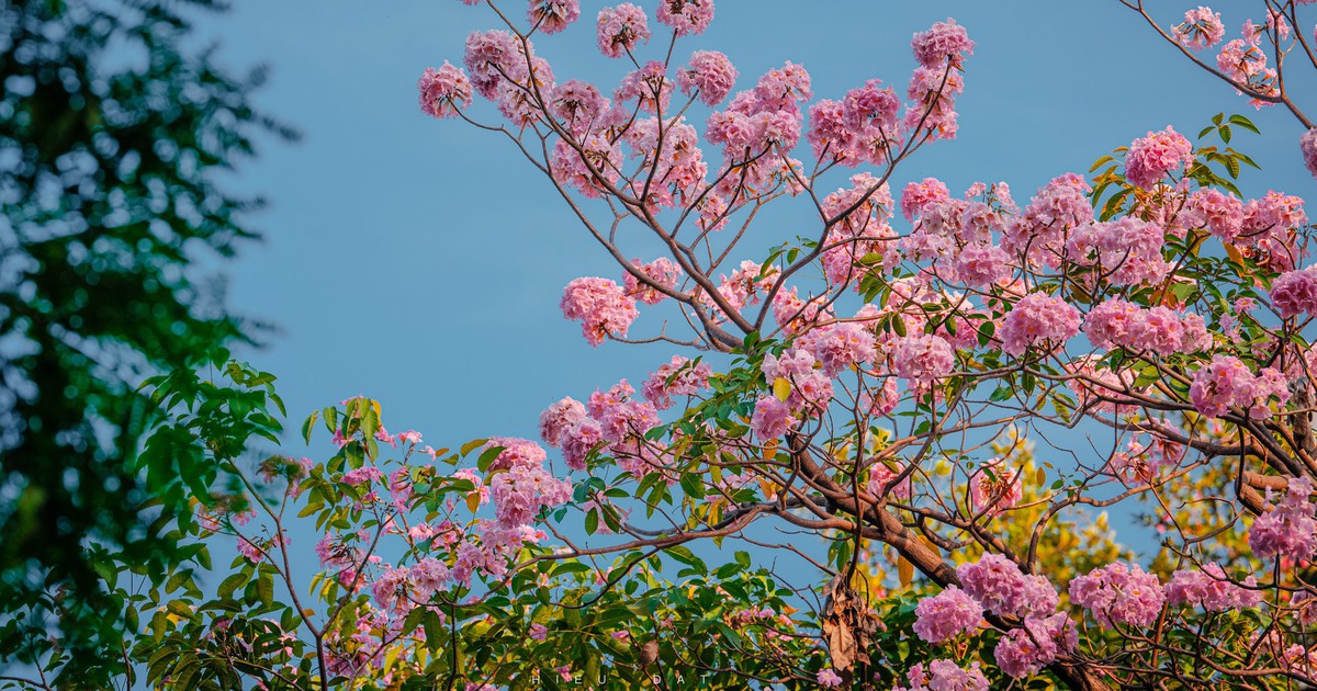 Ngày mai người Việt đón Xuân phân: Năm 2101 mới có Xuân phân ngày 21.3?