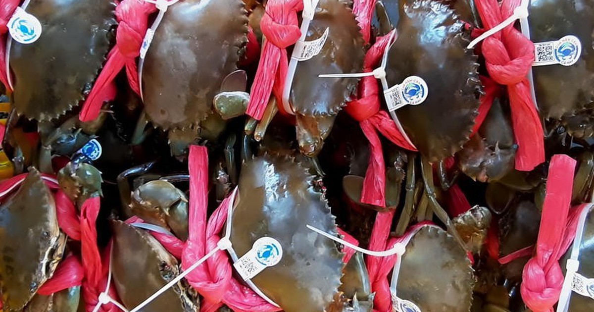 Khi cua Năm Căn c&oacute; 'l&yacute; lịch': Gắn m&atilde; QR để giữ lại gi&aacute; trị thật