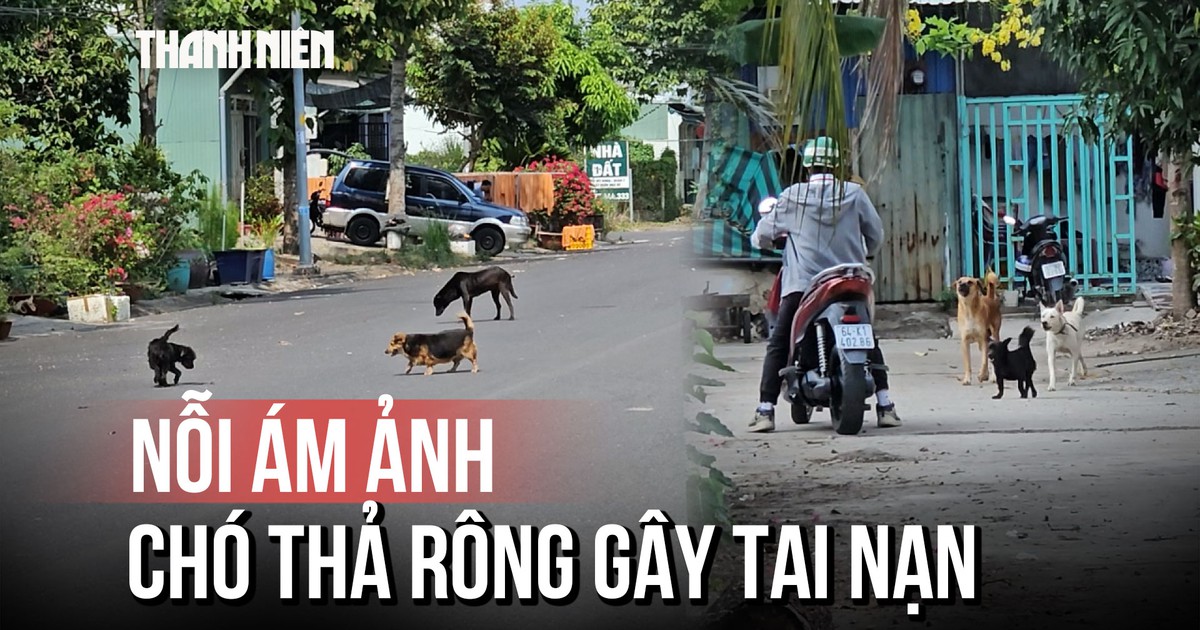 Chó thả rông lộng hành, người dân không dám đi đường
