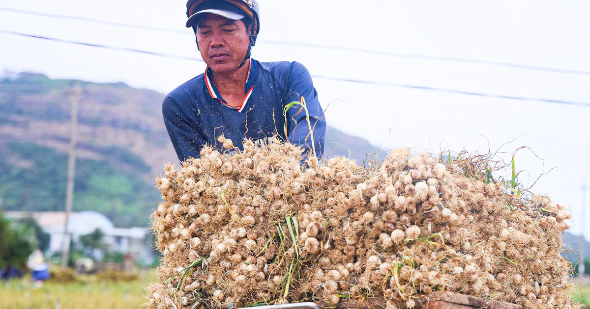 Được mùa tỏi Lý Sơn - Quảng Ngãi nhưng nông dân "thua giá"