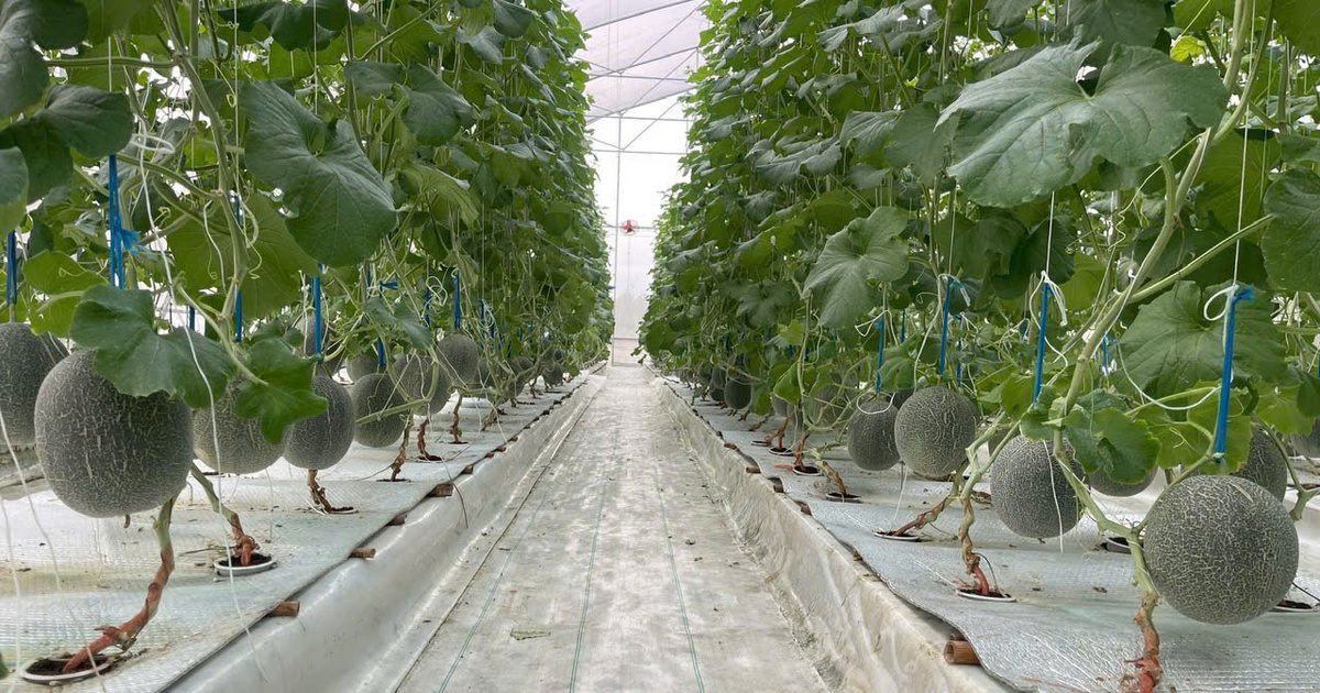 Kỹ sư xây dựng làm nông nghiệp công nghệ cao với mô hình trồng dưa lưới
