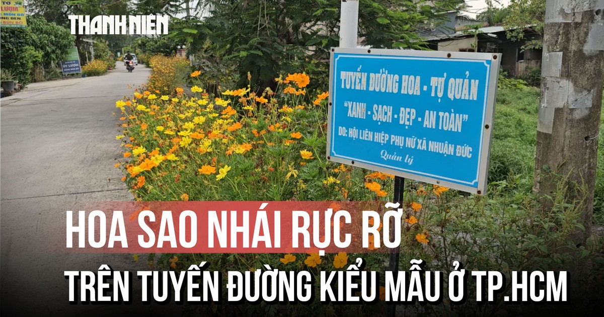 Hoa sao nhái rực rỡ trên tuyến đường kiểu mẫu ở TP.HCM