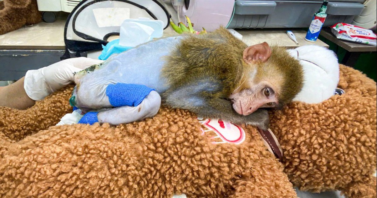 Khỉ bị cắt đuôi, liệt 2 chân: Sự thật phía sau khiến nhiều người xót xa