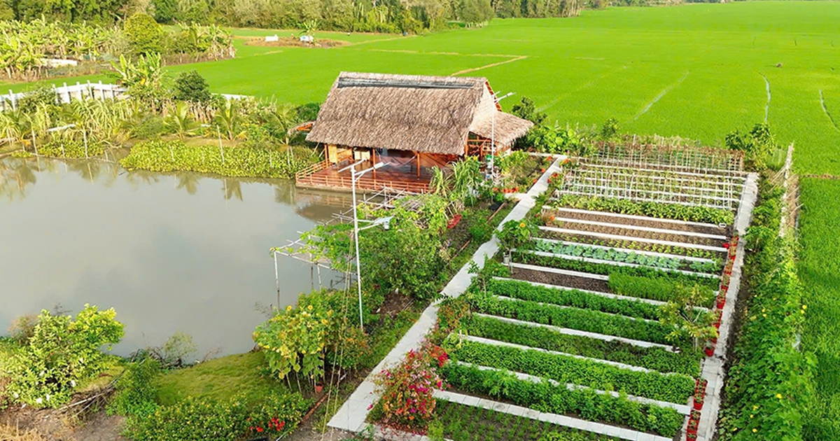 Lan tỏa tr&ecirc;n mạng x&atilde; hội: Mảnh vườn triệu view của 'c&ocirc; Hồng miền T&acirc;y'